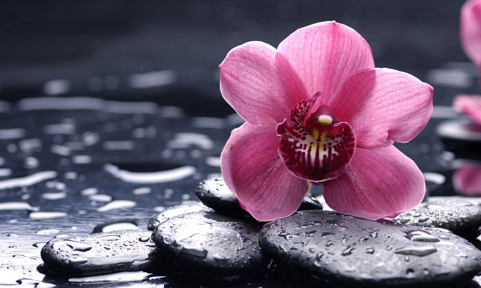 صور ورود بجودة عالية , صور ورود حلوة , احلى صور للورود 1 (9).jpg